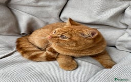British Shorthair cats for sale: British Shorthair Chunky kittens - Image 1