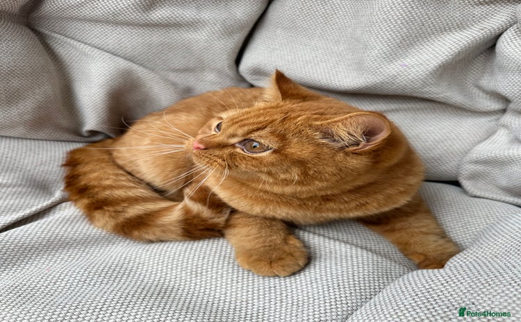 British Shorthair cats - Advert 2