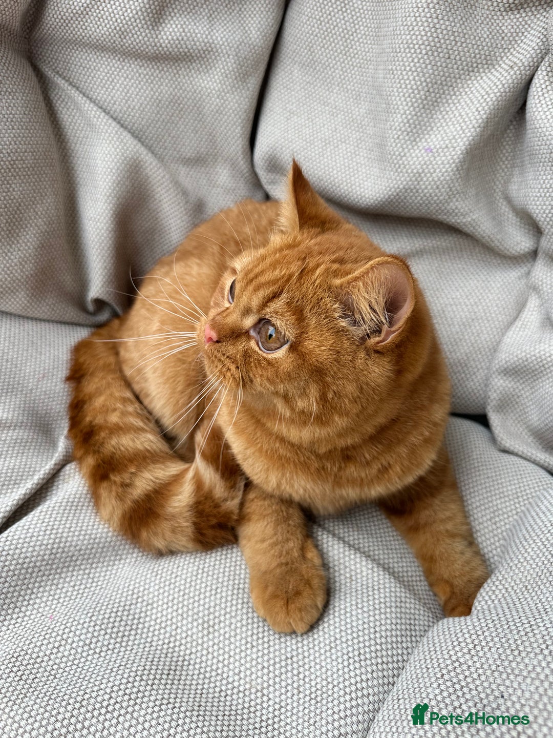 British Shorthair cats for sale: British Shorthair Chunky kittens - Image 1