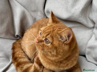 British Shorthair cats - Advert 20