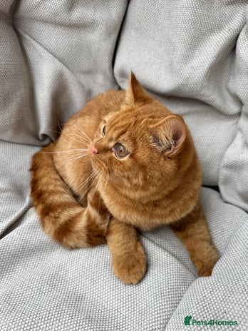 British Shorthair cats - Advert 1