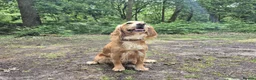 Cocker Spaniel dogs for sale: Quality litter of kc registered cocker spaniel  - Advert 2