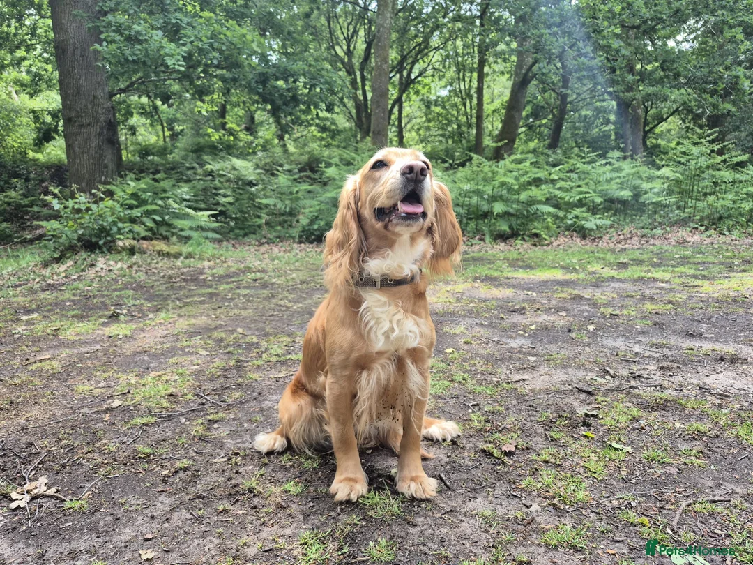 Cocker Spaniel dogs for sale: Quality litter of kc registered cocker spaniel  - Advert 2