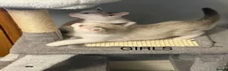 Ragdoll cats for sale: RAGDOLL X SNOWSHOE KITTENS - Advert 4