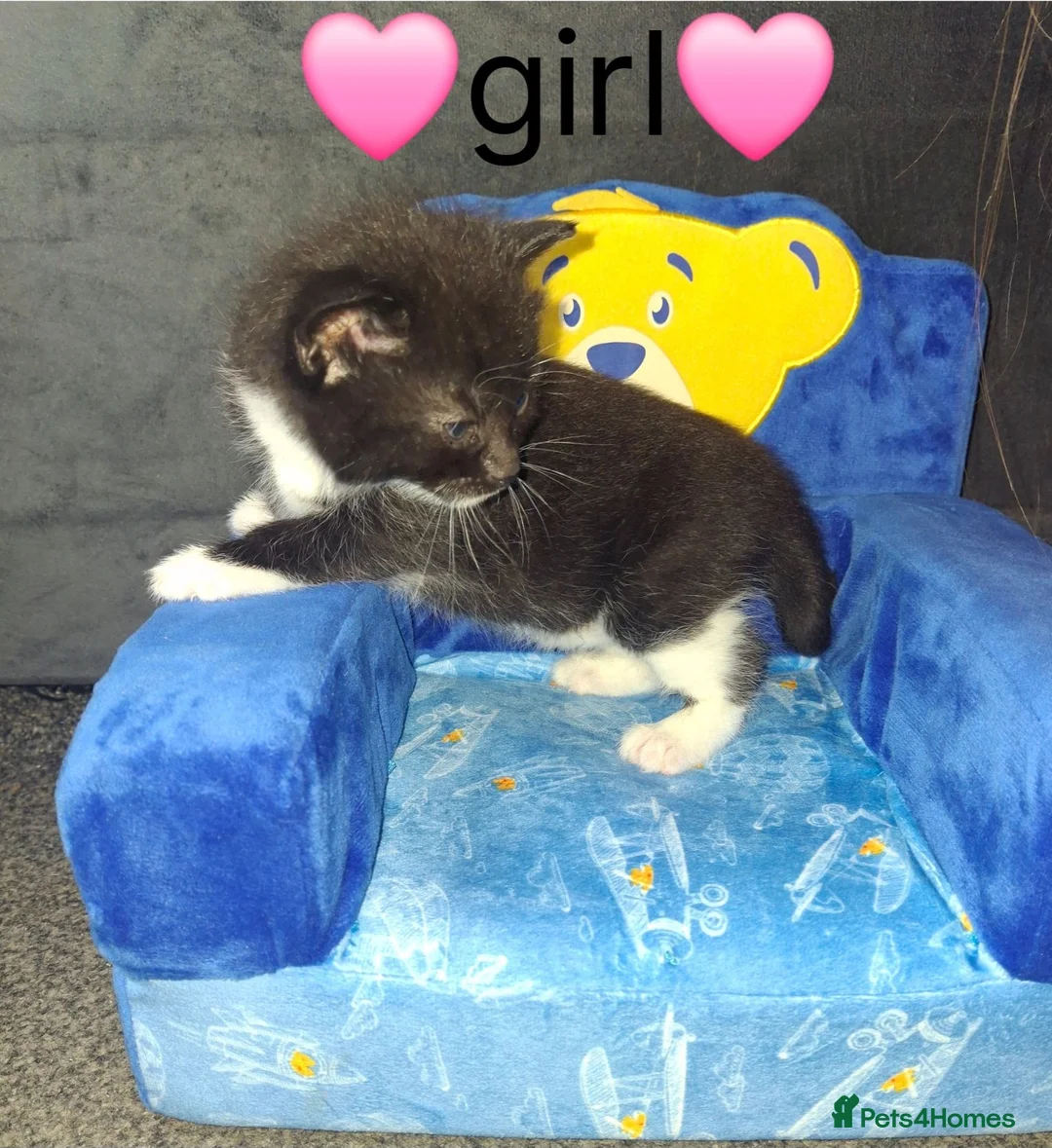 Mixed Breed cats for sale: 5 gorgeous kittens in Clydebank - Advert 2