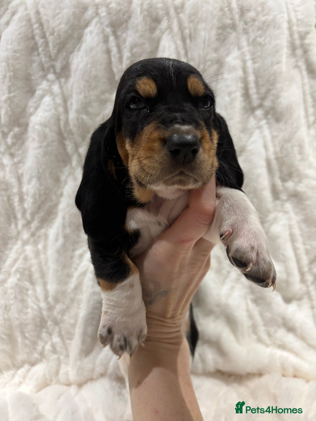 Basset Hound dogs for sale: Bassett hound puppies  - Advert 11