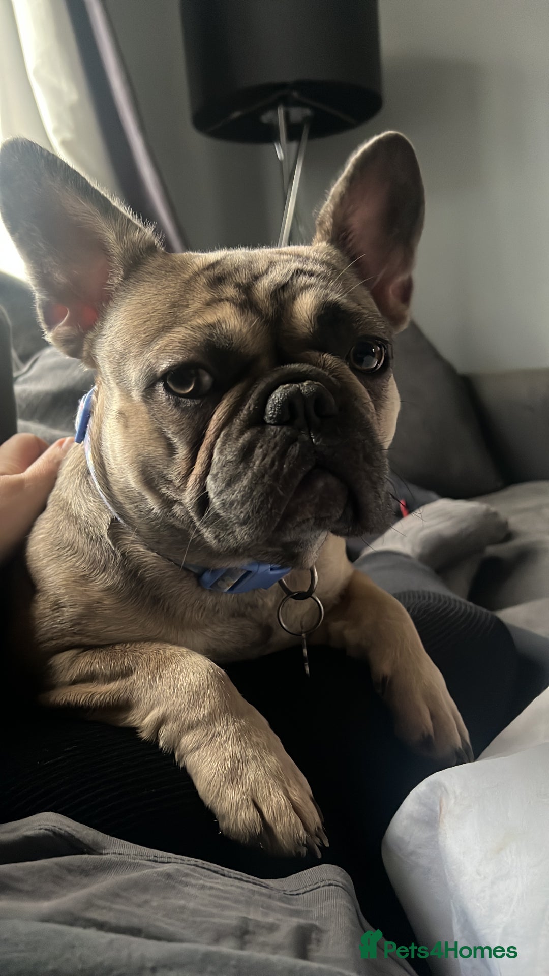 French Bulldog dogs for sale: 1 year old female blue fawn French bulldog  - Advert 1