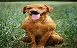 Labrador Retriever dogs for stud: FOX RED Health Tested KC Labrador Retriever - Advert 11