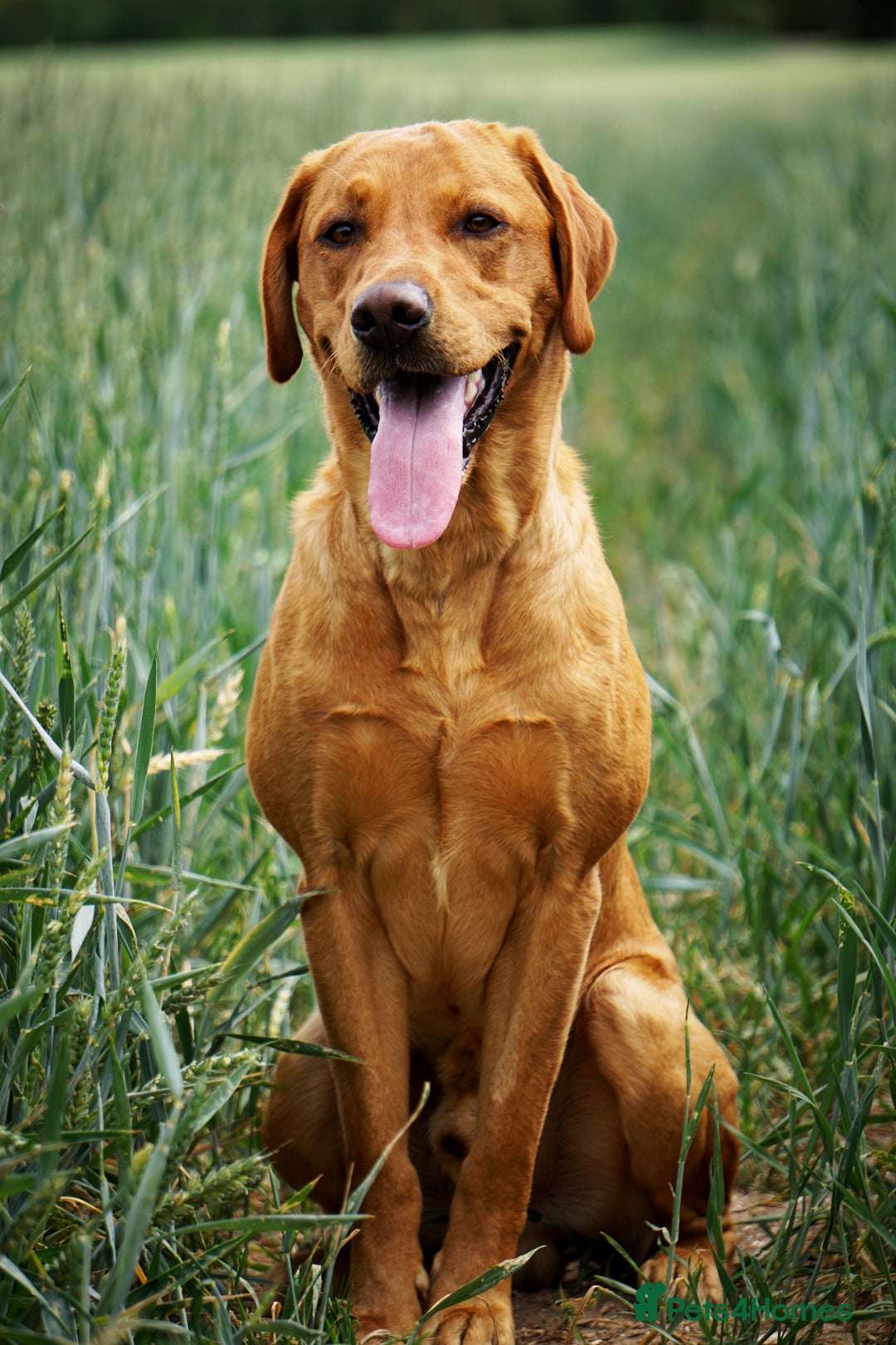 Labrador Retriever dogs for stud: FOX RED Health Tested KC Labrador Retriever - Advert 11