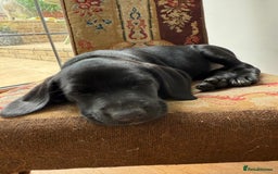Mixed Breed dogs for sale: Pointerdors ONLY 1 girl left ready now  - Image 8