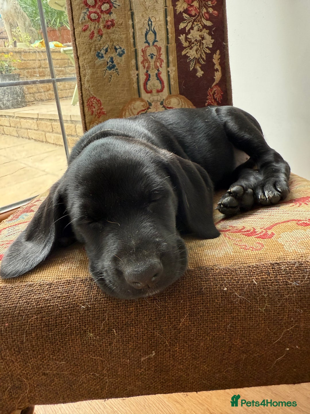 Mixed Breed dogs for sale: Pointerdors ONLY 1 girl left ready now  - Image 8