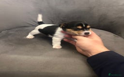 Jack Russell dogs for sale: Lovely Jack Russel puppies  - Image 5