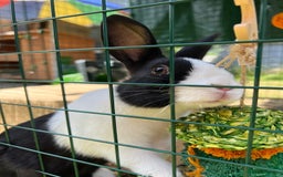 Mixed Breed rabbits for sale: 2 x bonded female rabbits  - Advert 5