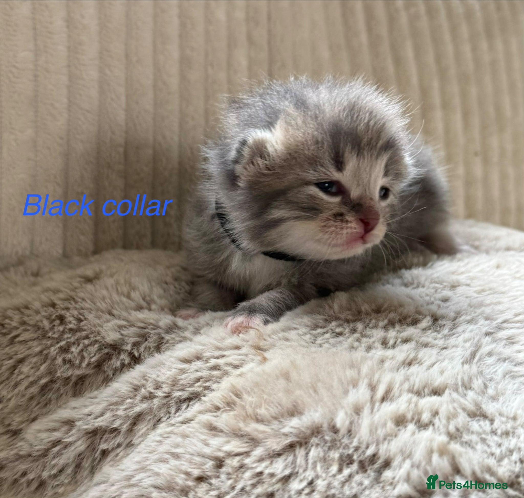 Siberian cats Really pretty Pedigree Siberian kittens - Advert 4