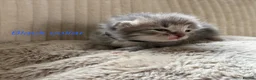 Siberian cats for sale: Really pretty Pedigree Siberian kittens in Droitwich - Advert 4