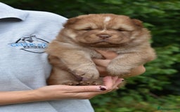 Siberian Husky dogs for sale: Beautiful Chowski puppies  - Image 6
