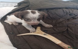 Cocker Spaniel dogs for sale: Working cocker spaniel  - Image 2