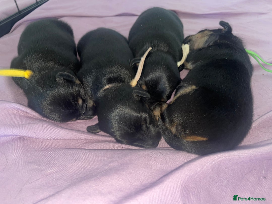 Jack Russell dogs for sale: Jack Russell Puppies - Advert 16