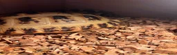 Tortoise reptiles for sale: 2 available  - Advert 3