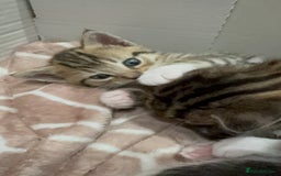 Bengal cats for sale: Two Bengal breeds - Image 5
