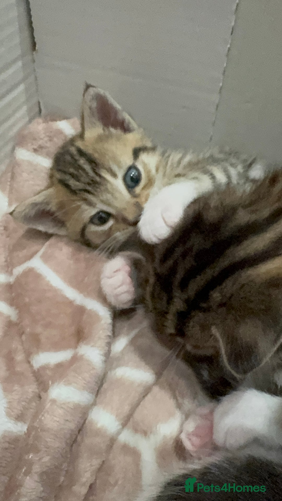 Bengal cats for sale: Two Bengal breeds - Image 5