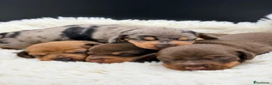 Chocolate Miniature Dachshund 2