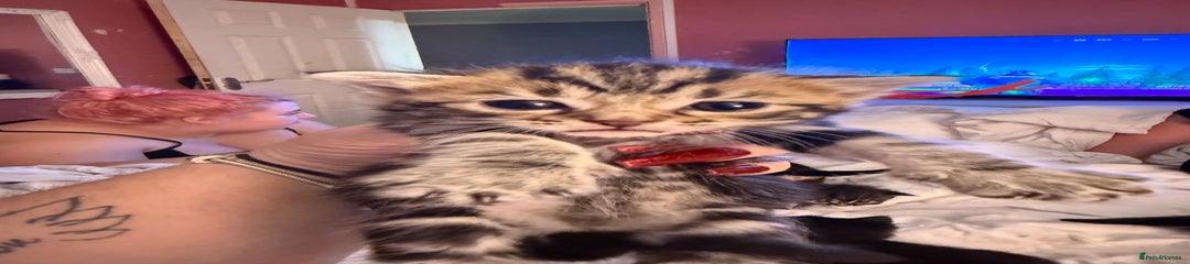 Mixed Breed Kitten 4