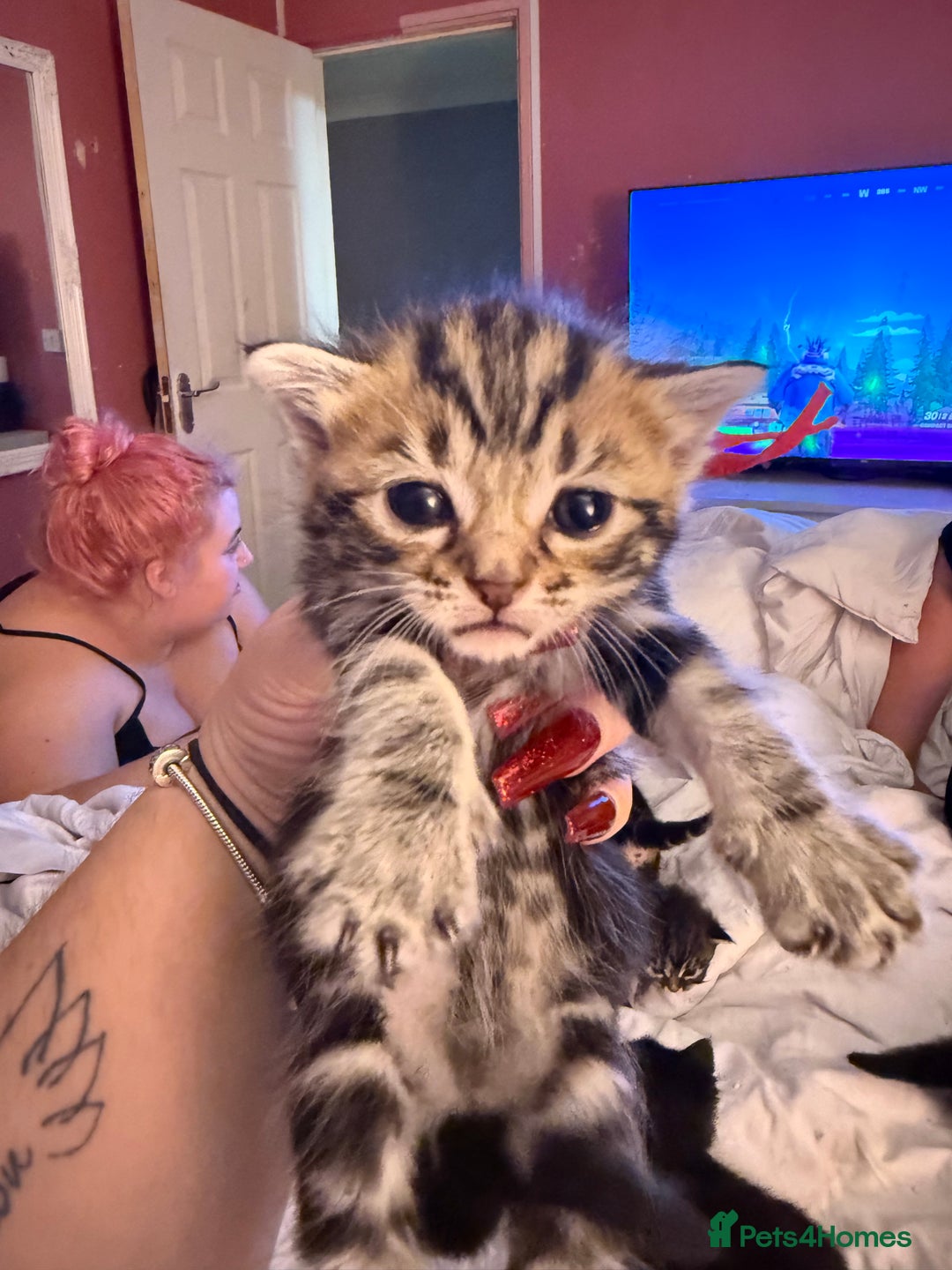 Mixed Breed cats for sale: Maine coon mix kittens - Advert 12