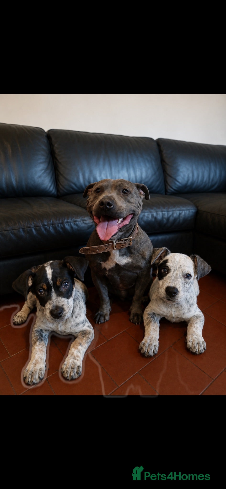 Staffordshire Bull Terrier dogs 2 beautiful Merle Staffies  - Advert 1