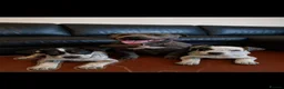 Staffordshire Bull Terrier dogs for sale: 2 beautiful Merle Staffies  - Advert 1