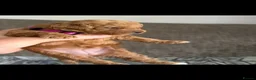 Australian Labradoodle dogs for sale: Miniature Australian doodle puppies - Advert 14