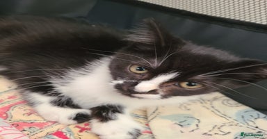Mixed Breed cats - Advert 16