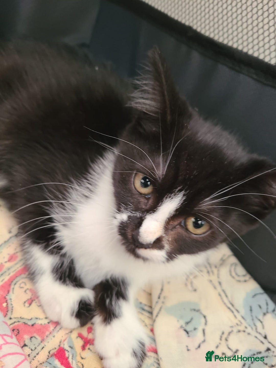 Mixed Breed cats for sale: 2 beautiful girls available now  - Image 2