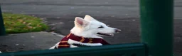 White Swiss Shepherd dogs for sale: KC registerd Well-Trained White Swiss Shepherd - Advert 6