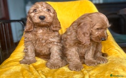 Cockapoo dogs for sale: Cockapoo puppies  - Image 5