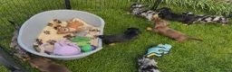 Dachshund dogs for sale: 4 KC Standard Long Haired Dachshund Puppies - Advert 6