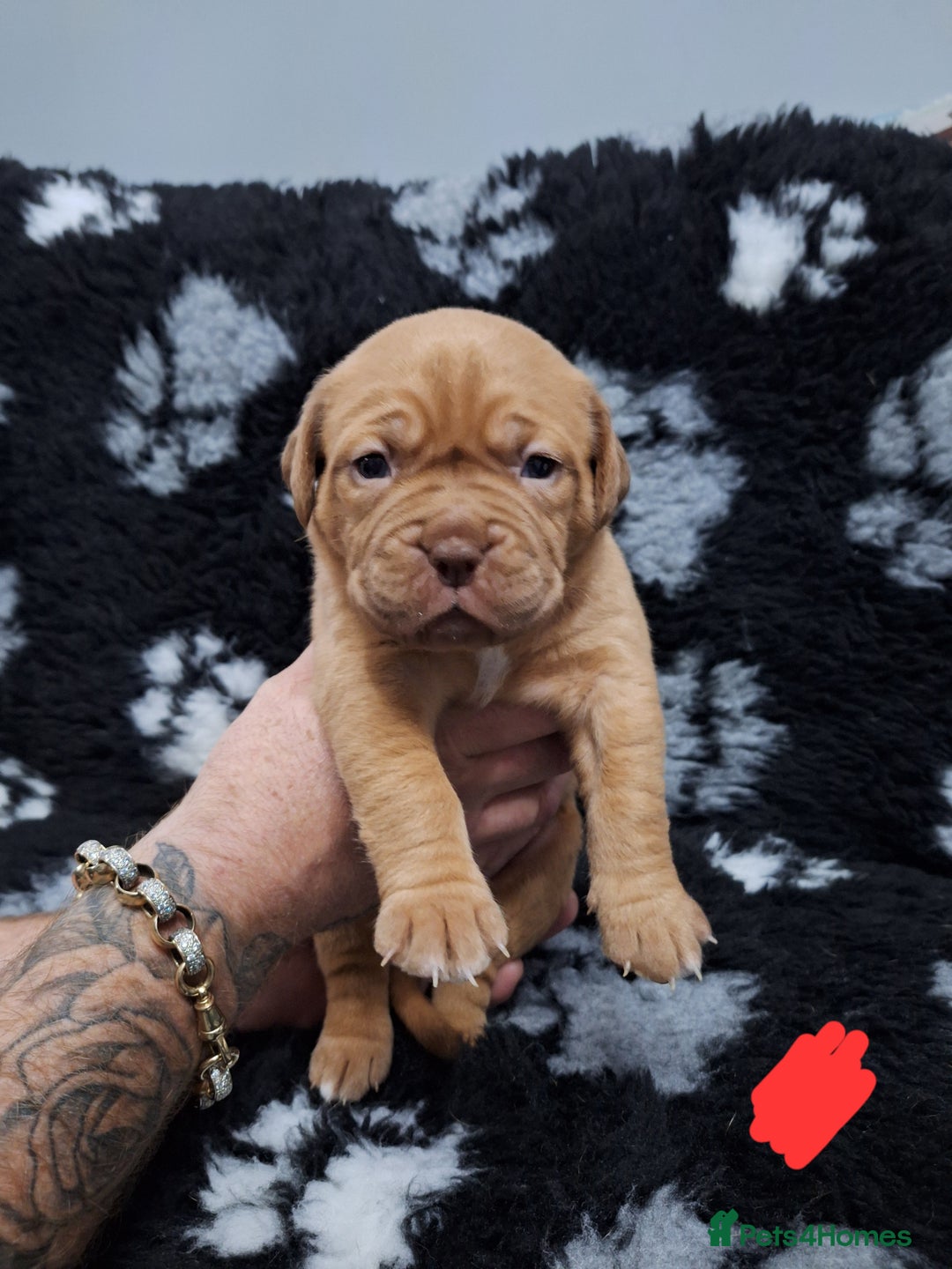 Dogue De Bordeaux dogs for sale: Dogue De Bordeaux Puppies-Champion Bloodlines - Image 27