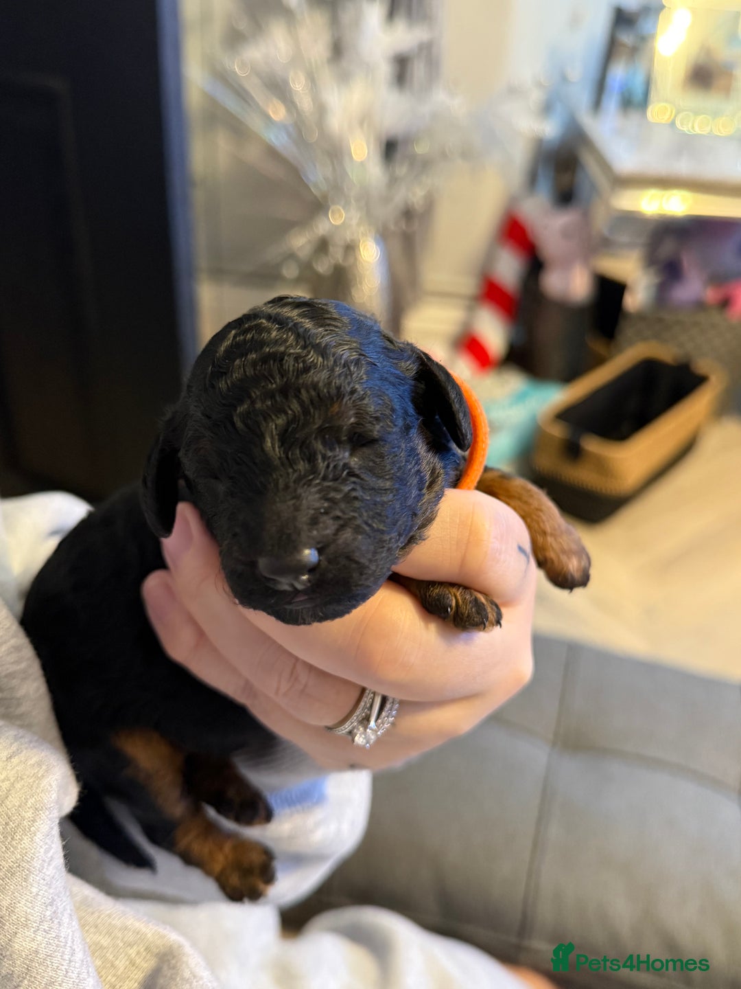 Cockapoo dogs for sale: 3 healthy phantom F1B cockapoo boys for sale  - Image 13