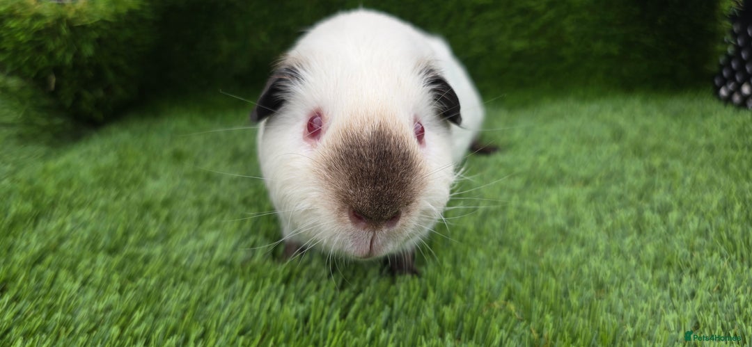 Guinea Pig rodents for sale: 2 Black Himalayans boars  - Image 6