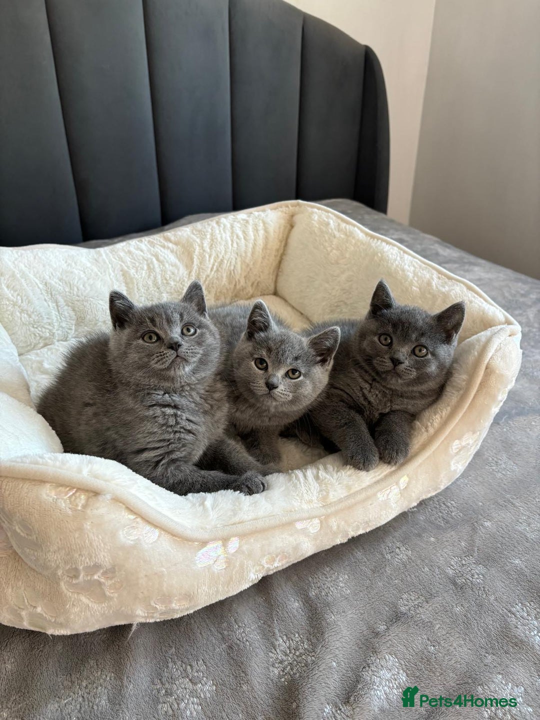 British Shorthair cats for sale: British shorthair kittens - Image 4