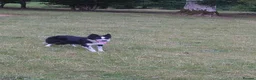 Border Collie dogs for sale: Border collie dogs for sale  in Machynlleth - Advert 4