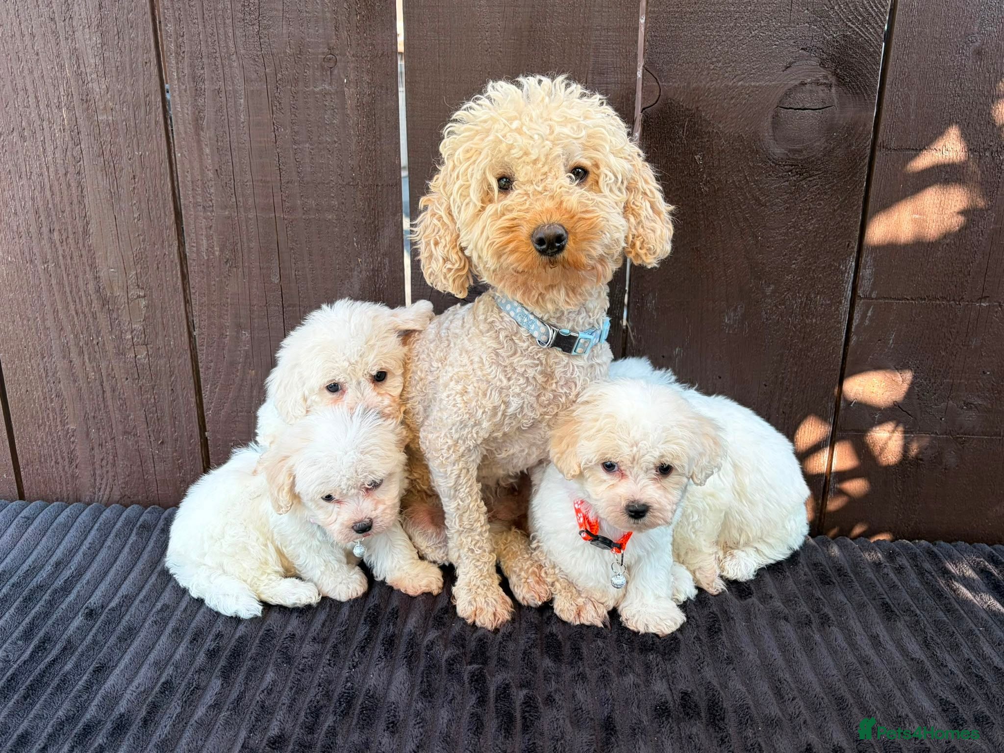 Miniature Poodle dogs Miniature poodles 2 boys 2 girls  - Advert 2