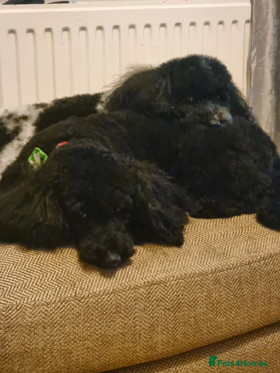 Poochon dogs for adoption: Poochon brothers looking for a new home - Advert 4