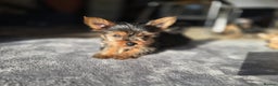 Yorkshire Terrier dogs for sale: Yorkshire  - Advert 4