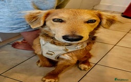 Mixed Breed dogs for adoption: Sweet Nathan Is looking for Love  - Image 2