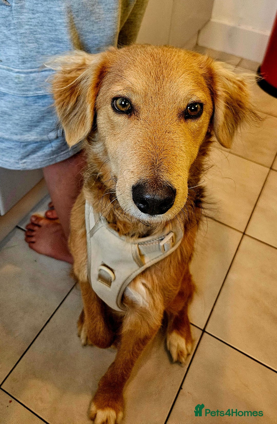 Mixed Breed dogs for adoption: Sweet Nathan Is looking for Love  - Image 2