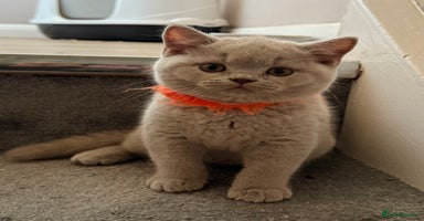 British Shorthair cats in Eastbourne - Advert 2