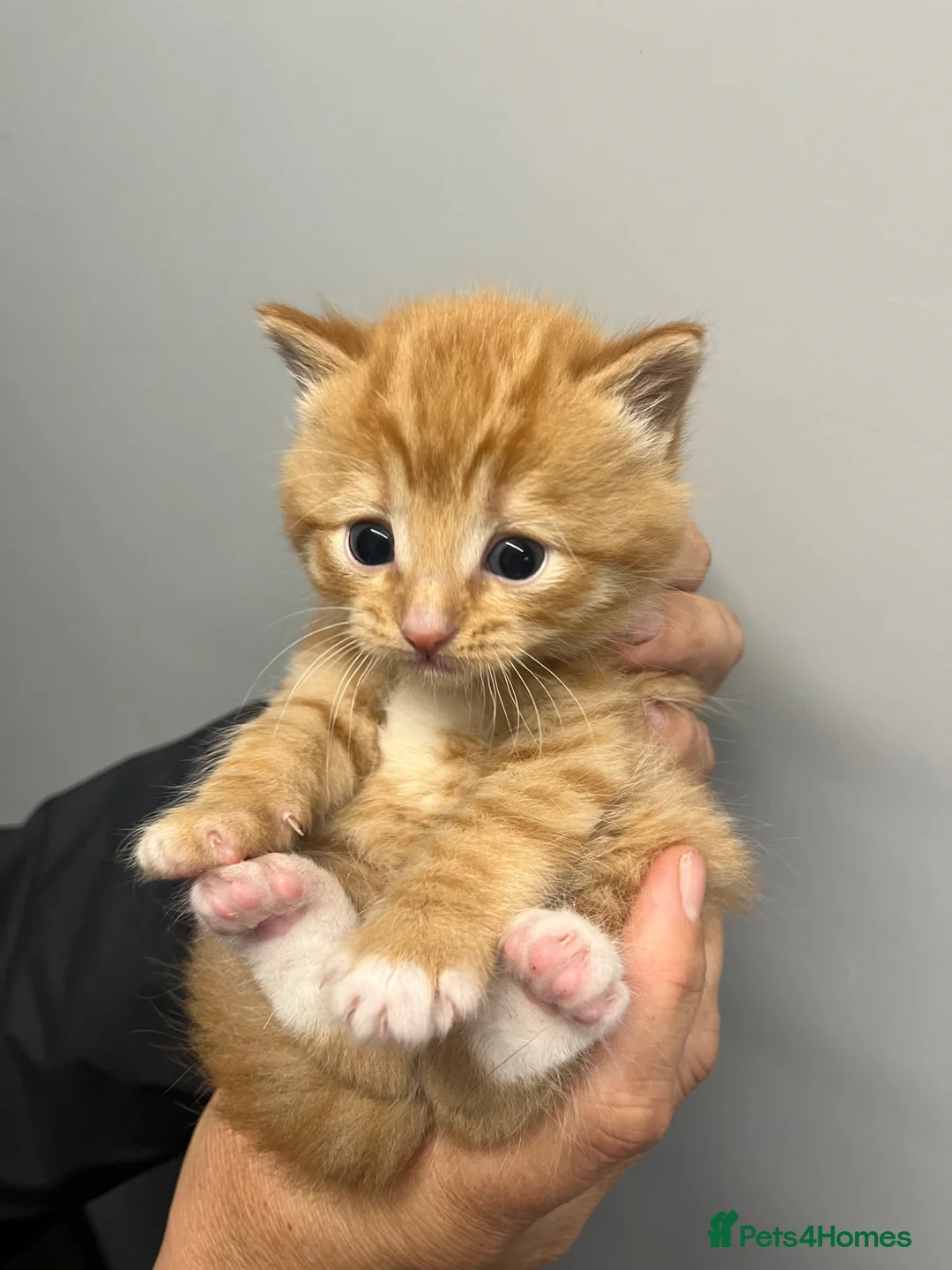 Mixed Breed cats for sale: Gorgeous litter of kittens  in Bristol - Advert 1