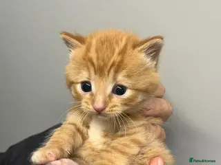 Mixed Breed cats Gorgeous litter of kittens - Advert 4