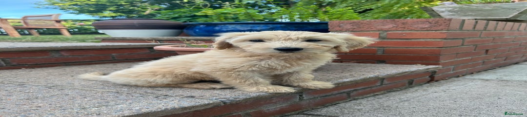 Goldendoodle Puppy 5